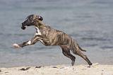 WHIPPET 309
